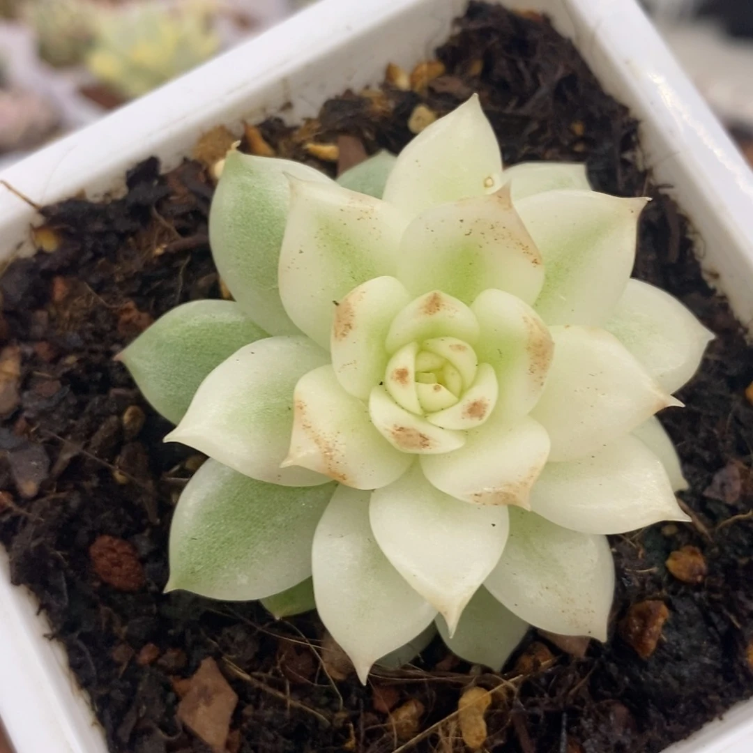 黑水晶锦 大锦边