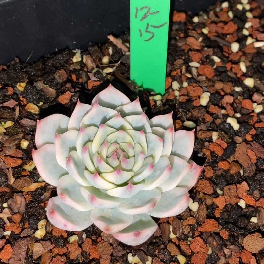 【闪购商品】福****地12-15