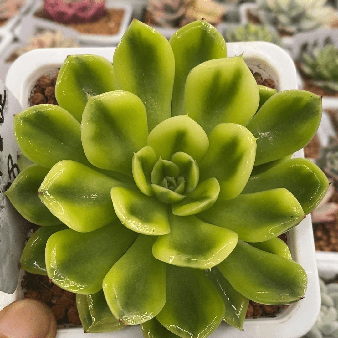 抹茶菩提锦 多肉植物