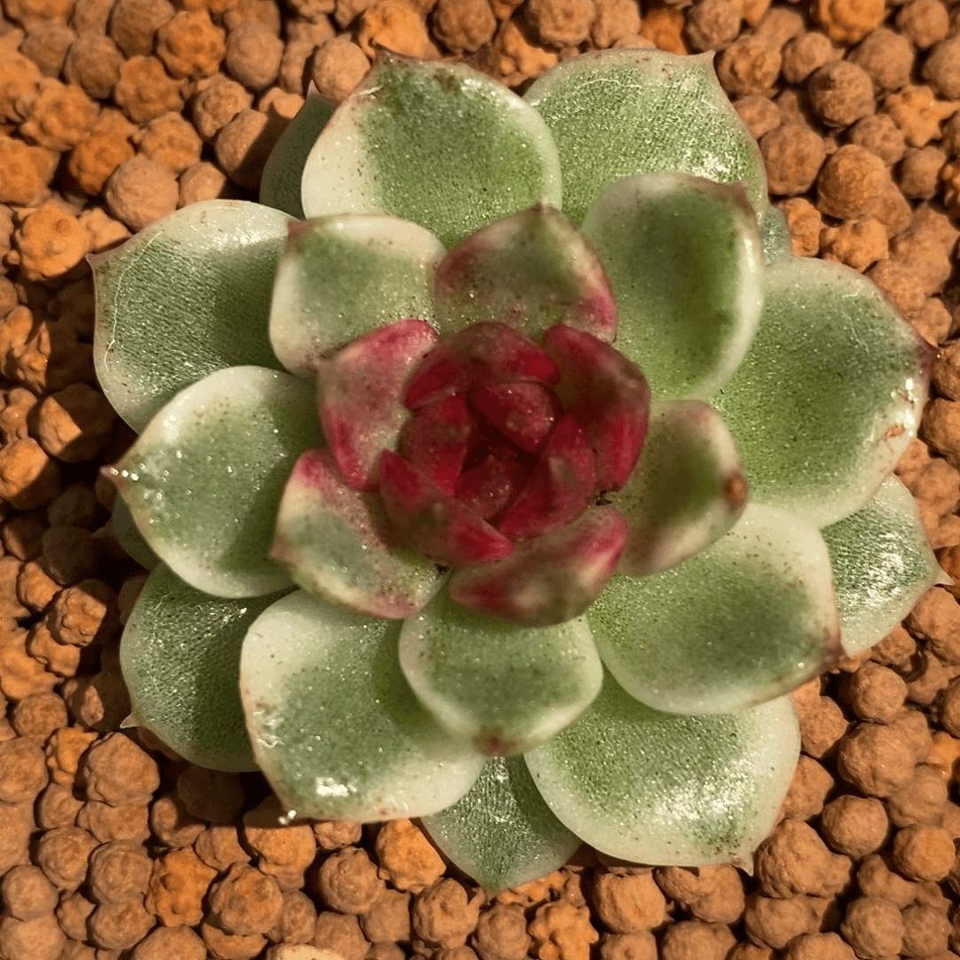 黑水晶锦 多肉植物
