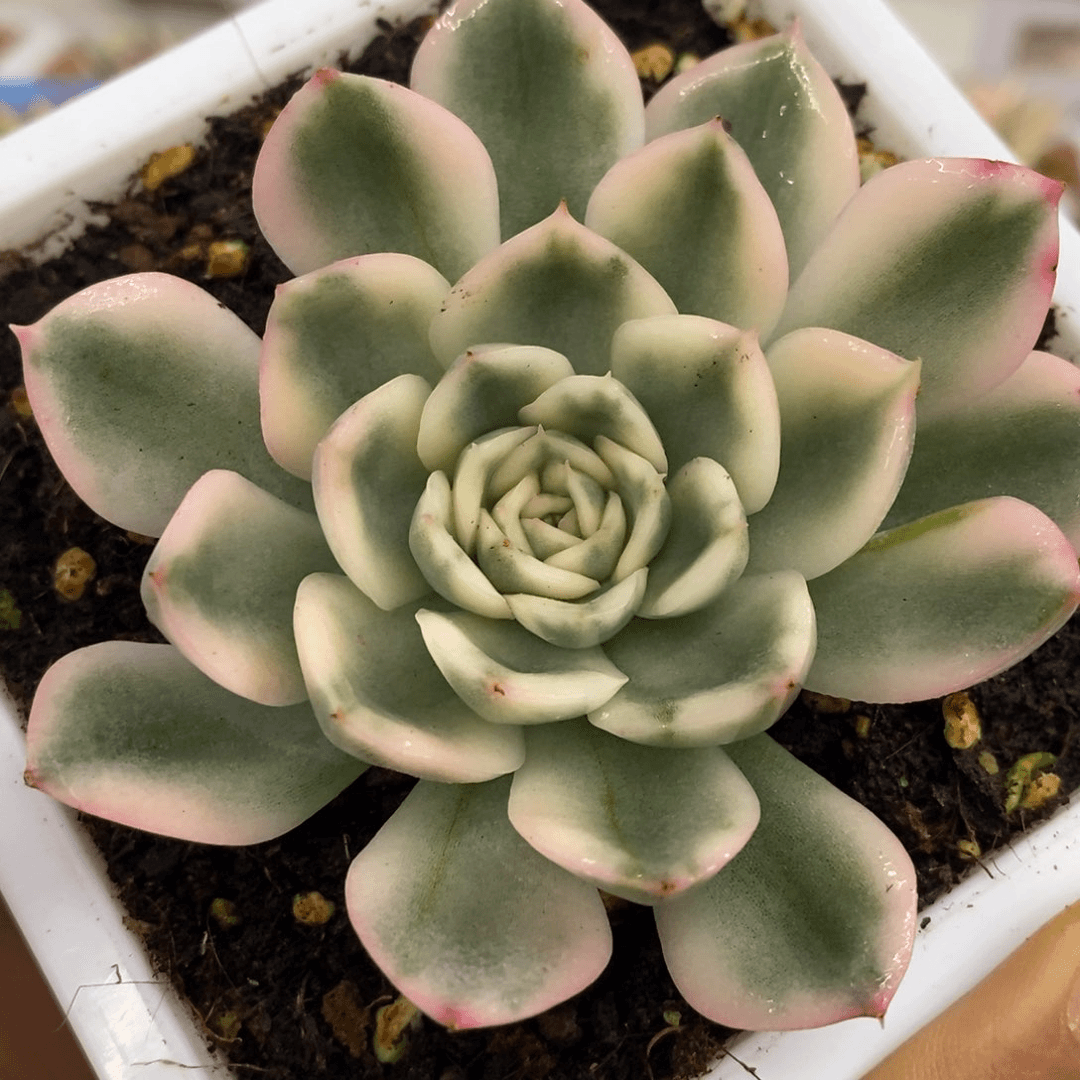月亮仙子锦 多肉植物