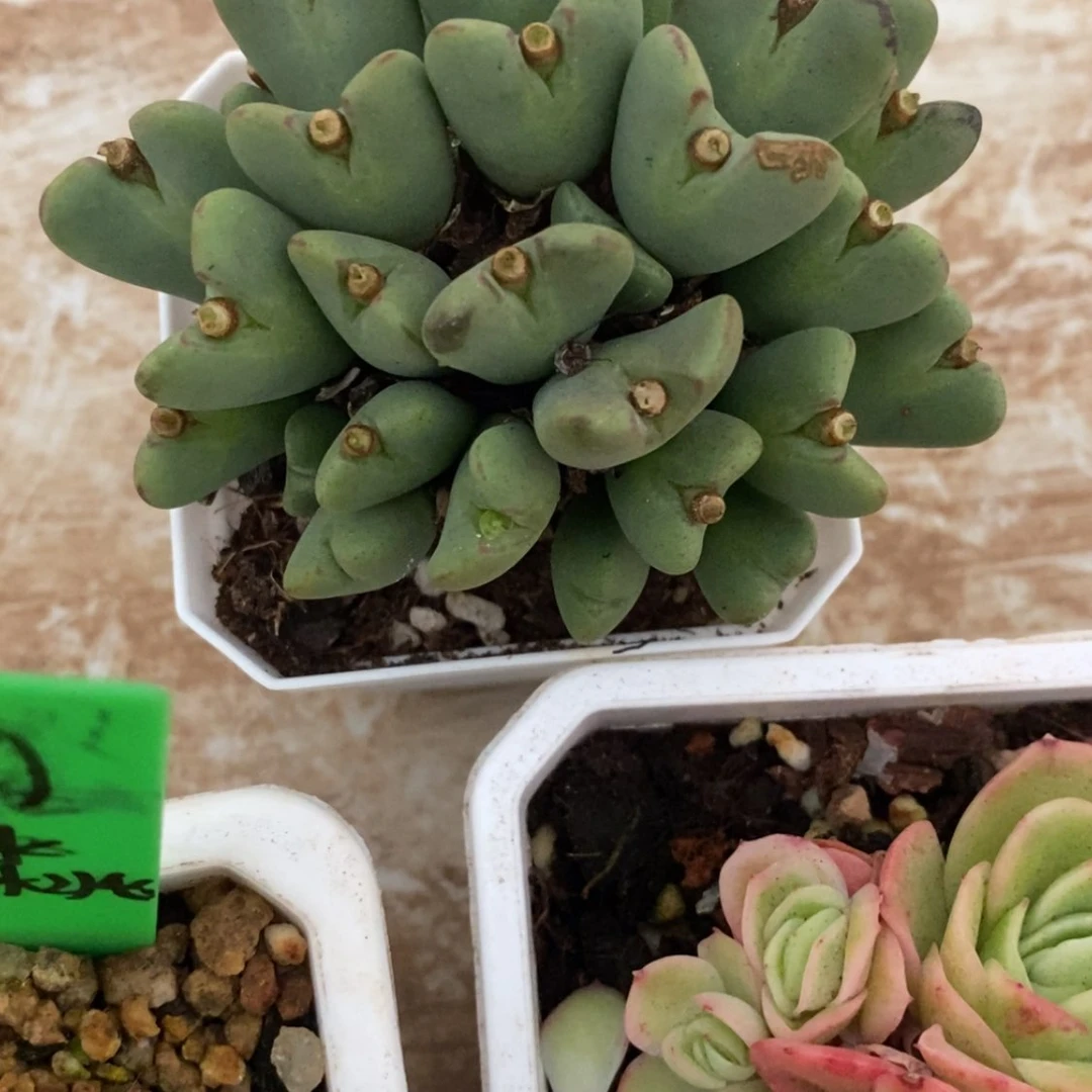 【闪购商品】水*水桃