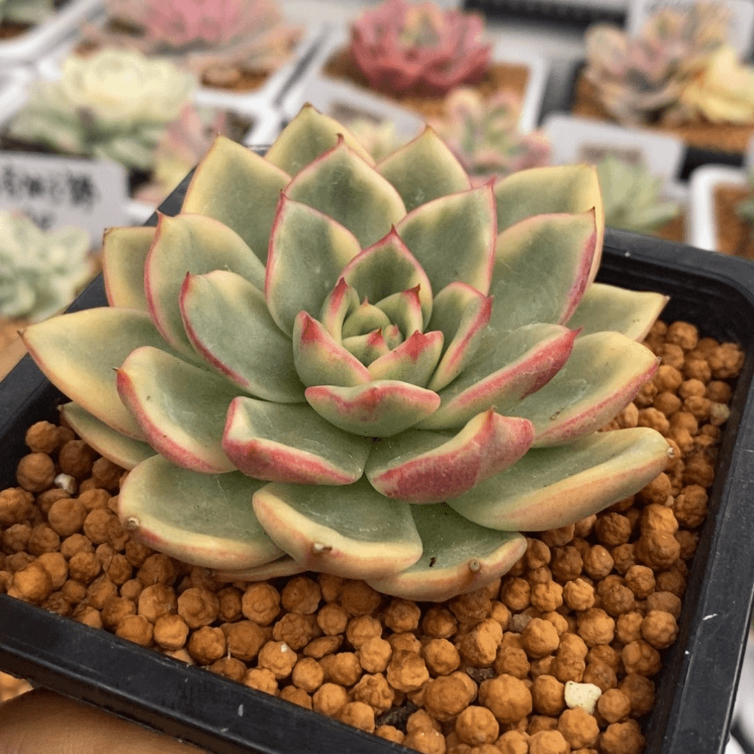 朱碧 锦 多肉植物