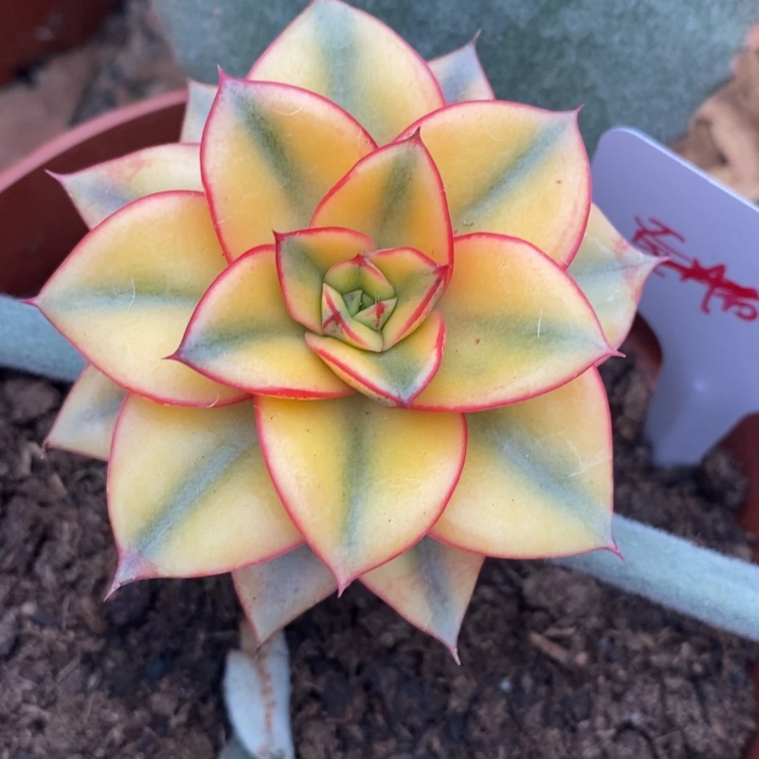 海**川海纳百川 多肉植物 冷链
