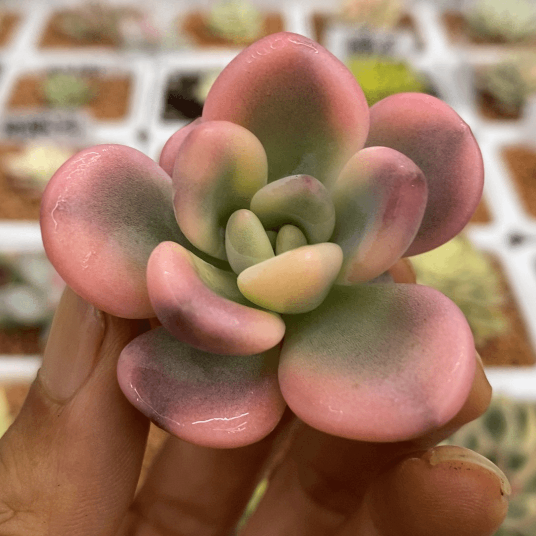 彩色奥普锦 多肉植物