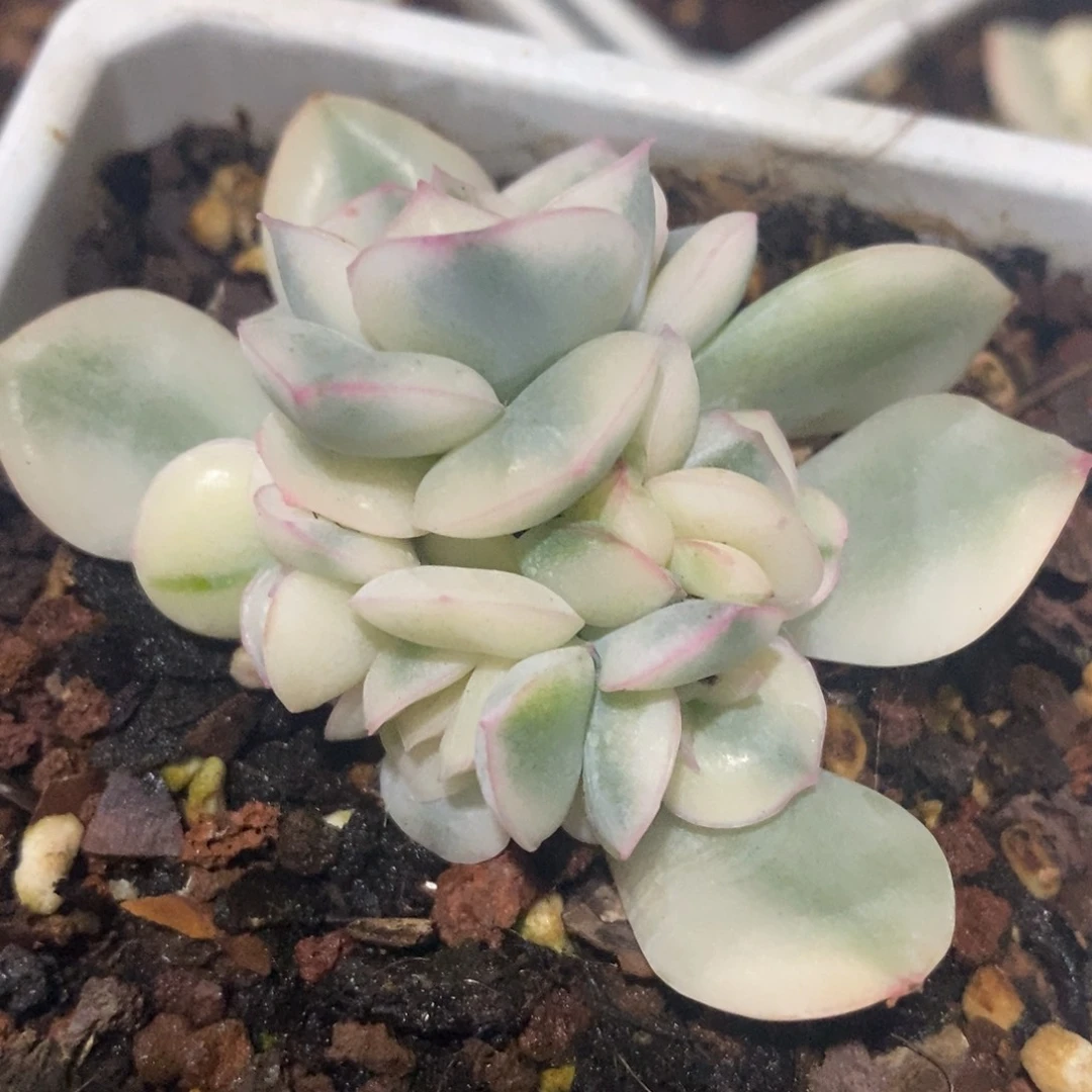 月亮仙子锦底座群