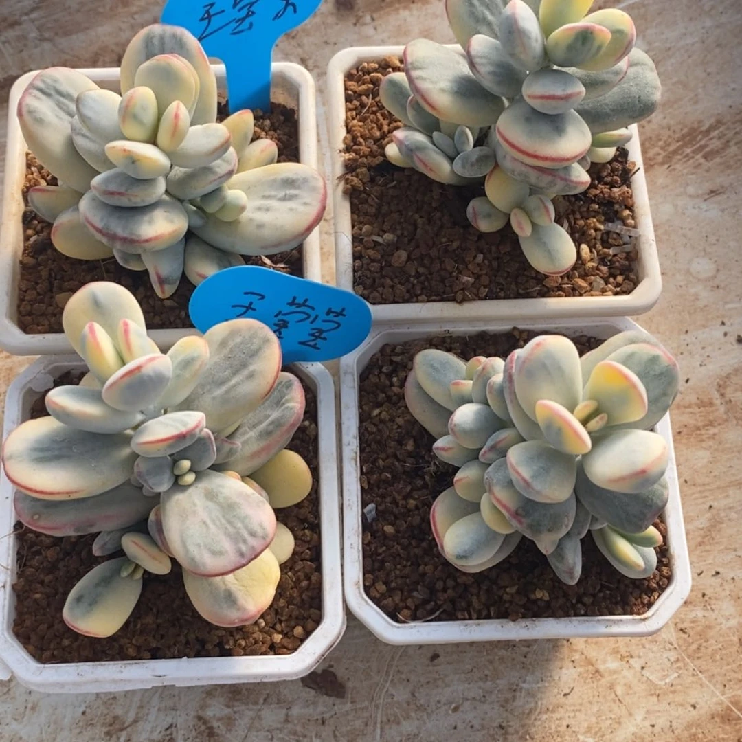 【闪购商品】玉*莹王莹莹