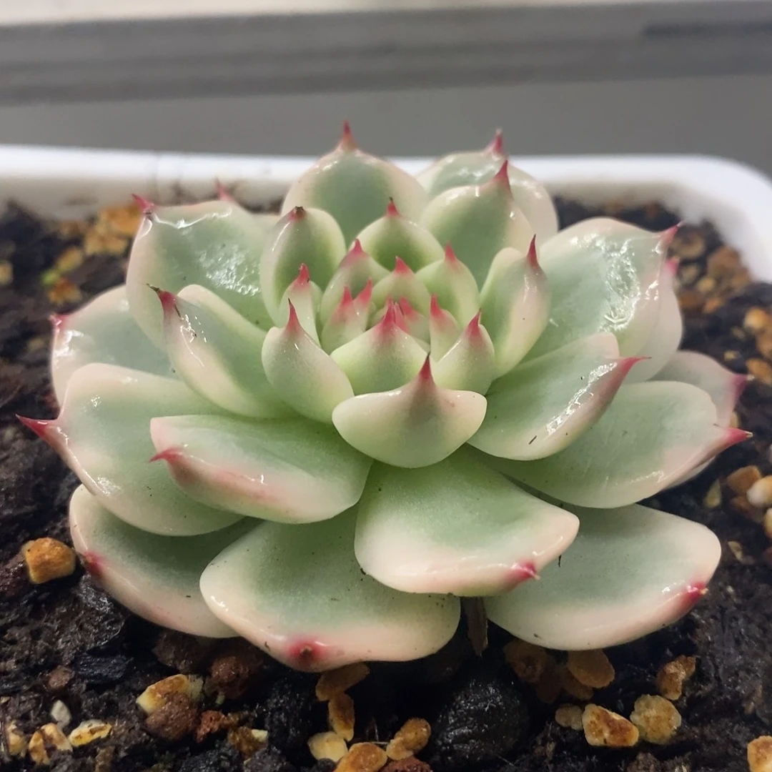 吉娃娃锦 福利款