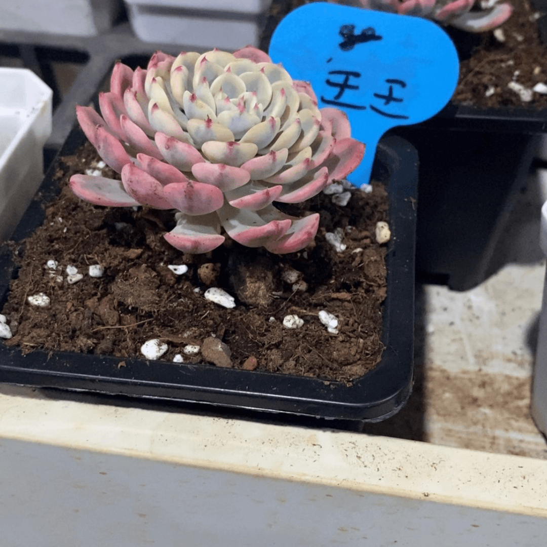 【闪购商品】❥****王王