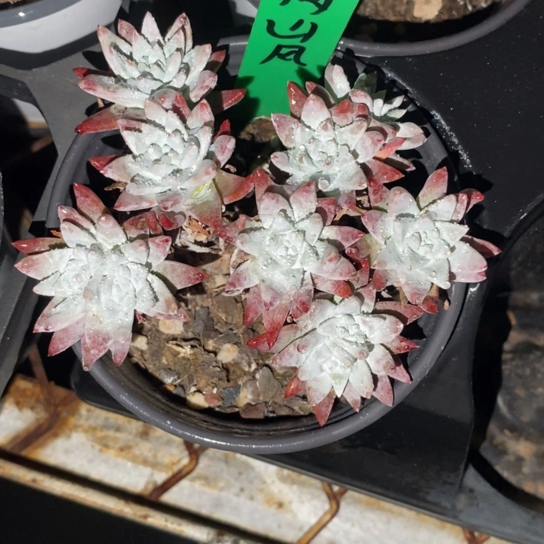 【闪购商品】满*风满山风