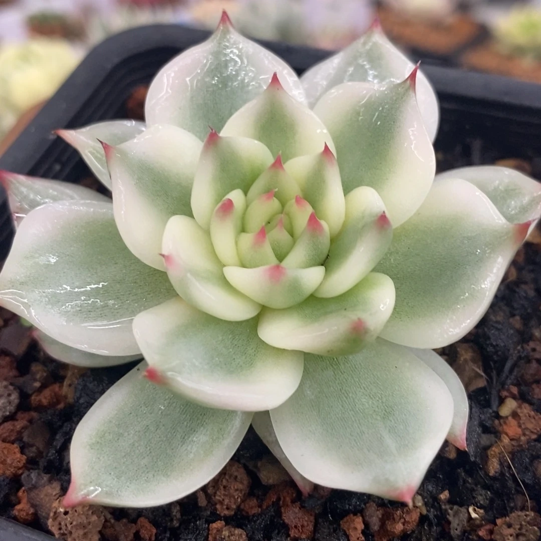 吉娃娃锦 多肉植物