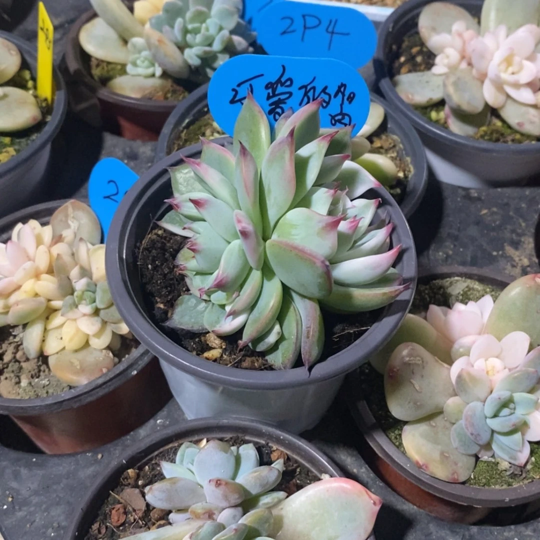 【闪购商品】可***肉可爱的肉肉