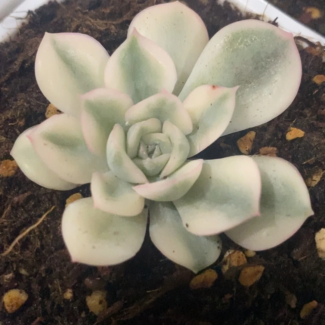 月亮仙子锦 多肉植物