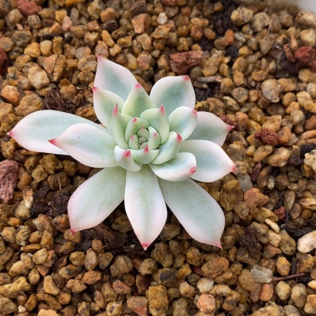 【闪购商品】吉娃娃锦