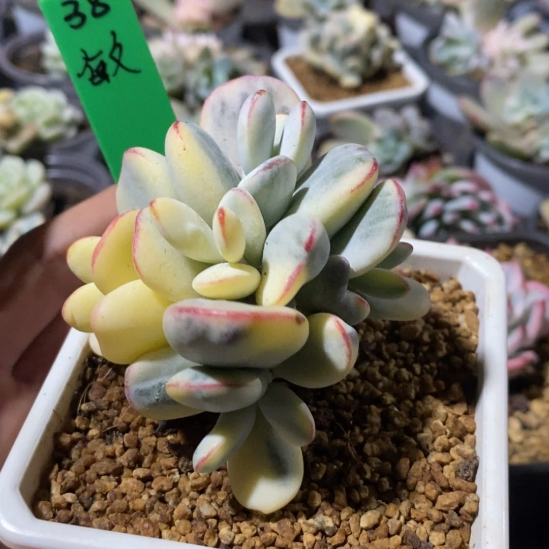 【闪购商品】敏*敏