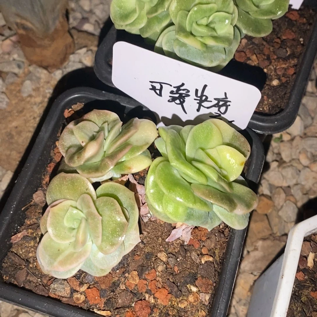 可*糖可爱糖 多肉植物