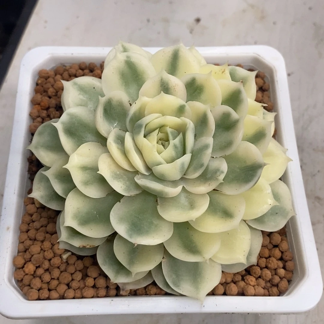 昂斯诺锦 多肉植物