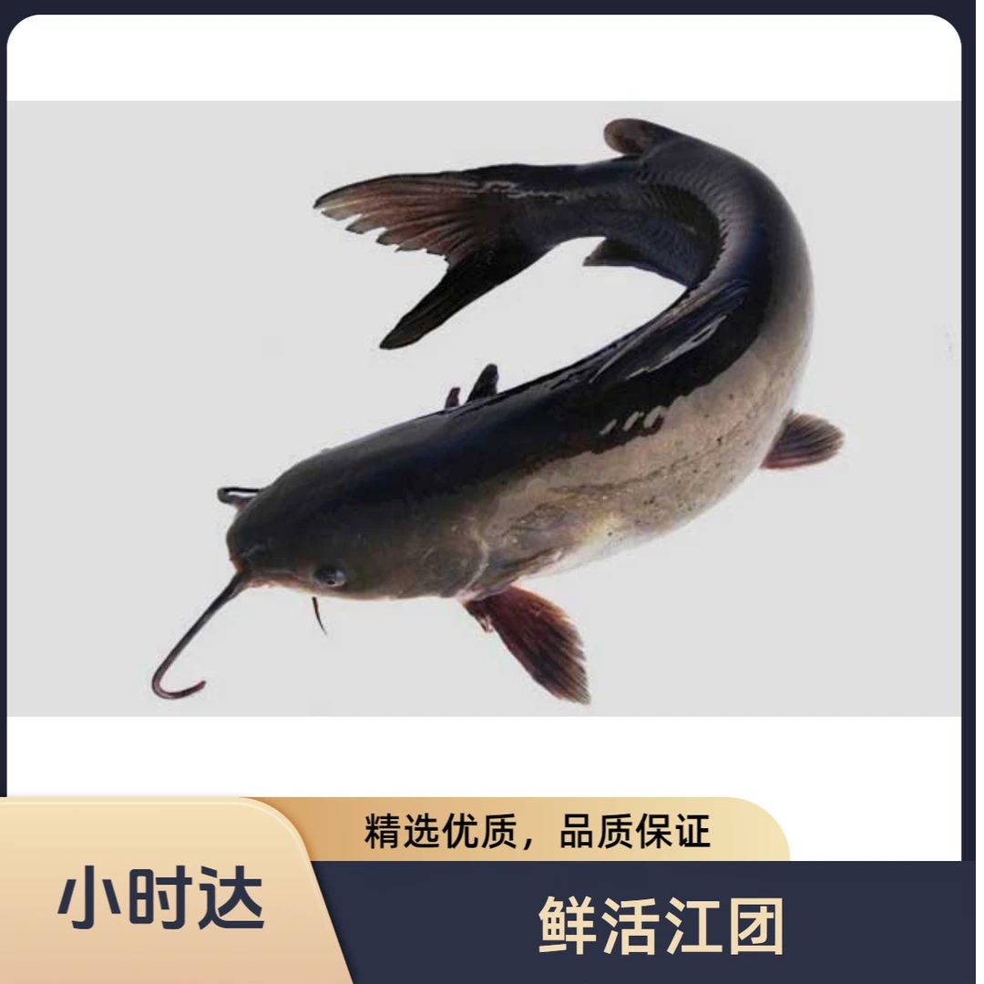 鲜活江团（1.8-2斤/条）
