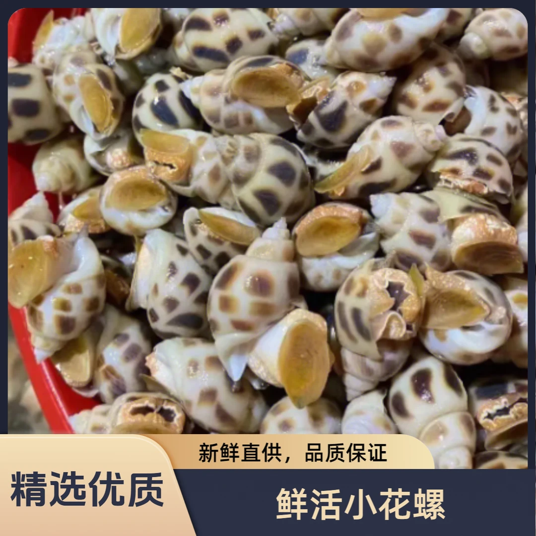 鲜活小花螺500g