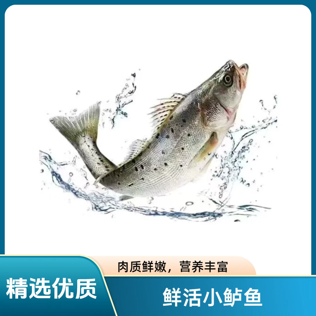 鲜活小鲈鱼约300g