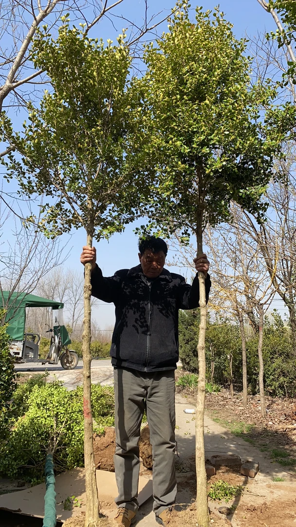 精品瓜子小叶黄杨庭院别墅四季常青盆栽地栽基地直发