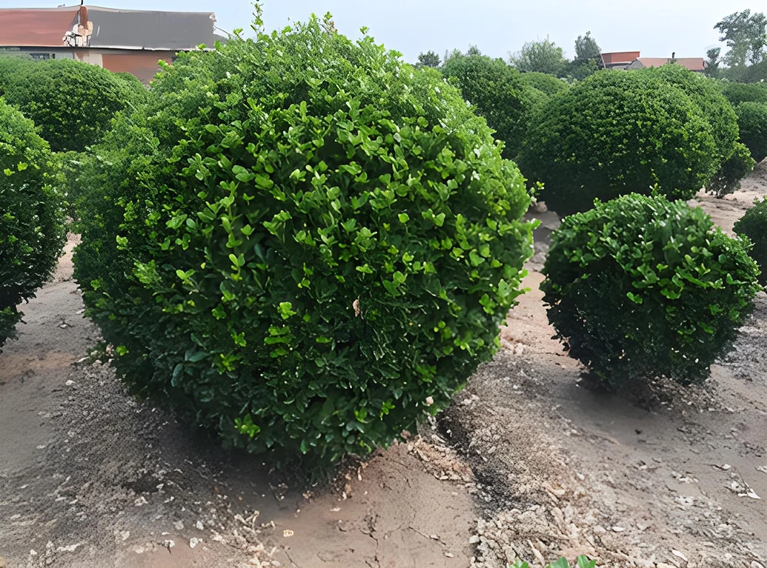 《一物一拍》各种造型庭院盆栽地栽耐寒耐冻四季常绿不落叶