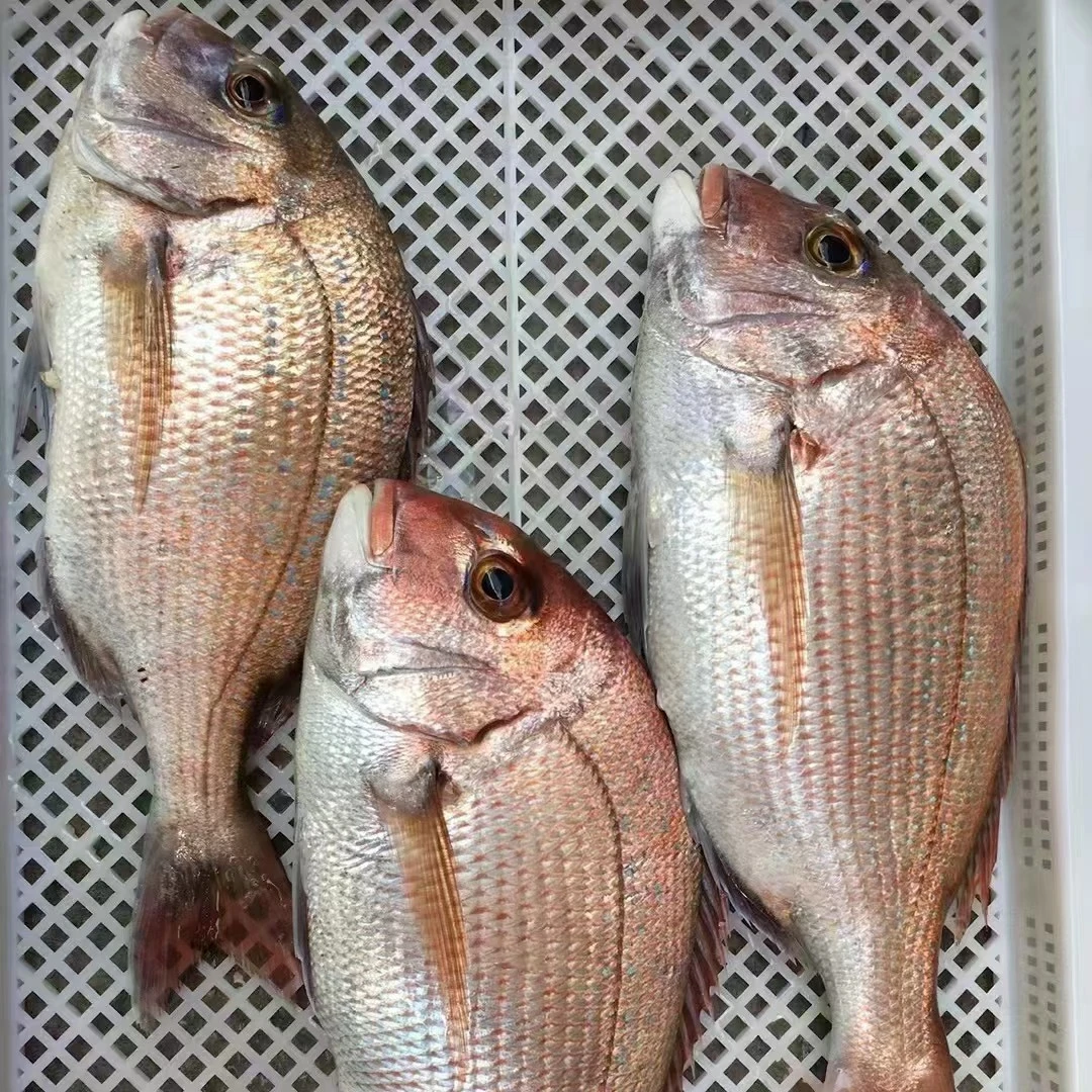 海捕真鲷，红加吉，每条8两到1.2斤左右的规格清蒸佳品