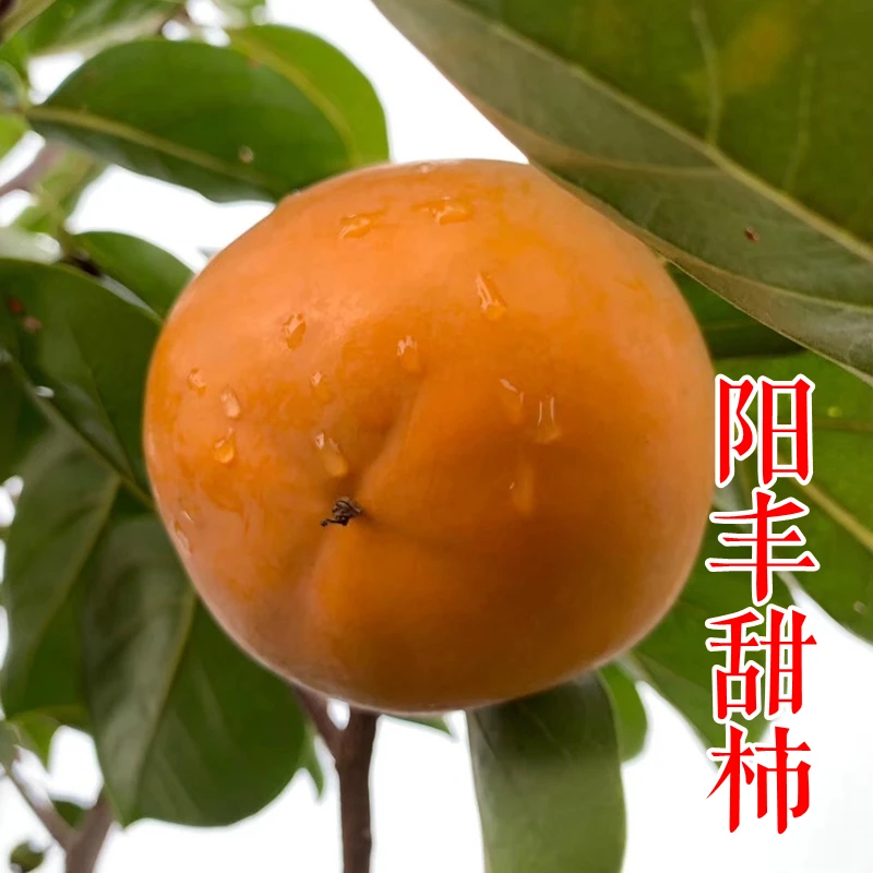 阳丰甜柿脆甜柿子树苗嫁接脆甜柿子树苗南北方庭院种植盆栽地栽苗