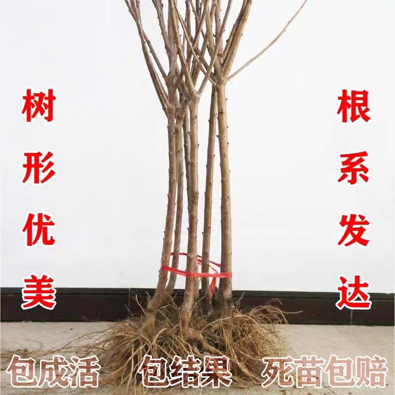 买一送一车厘子树苗樱桃树苗南方北方种植矮化大樱桃苗樱桃果树苗