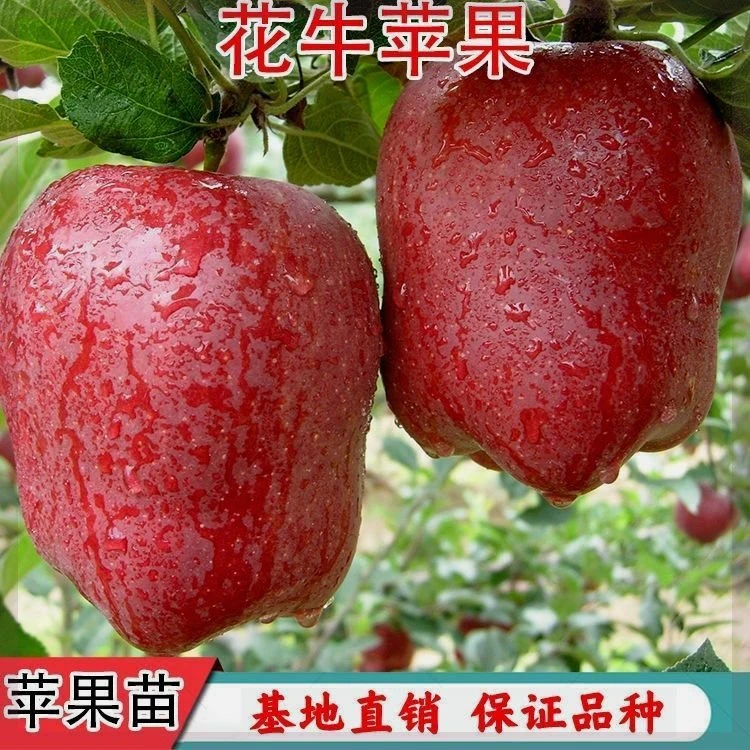 新品种甘肃天水花牛苹果苗果园种植红蛇果苗花牛苹果树苗当年结果