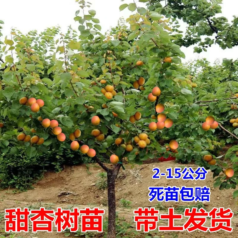 杏树果苗嫁接杏树苗活苗果树苗种植地栽南北方杏子树苗当年结果