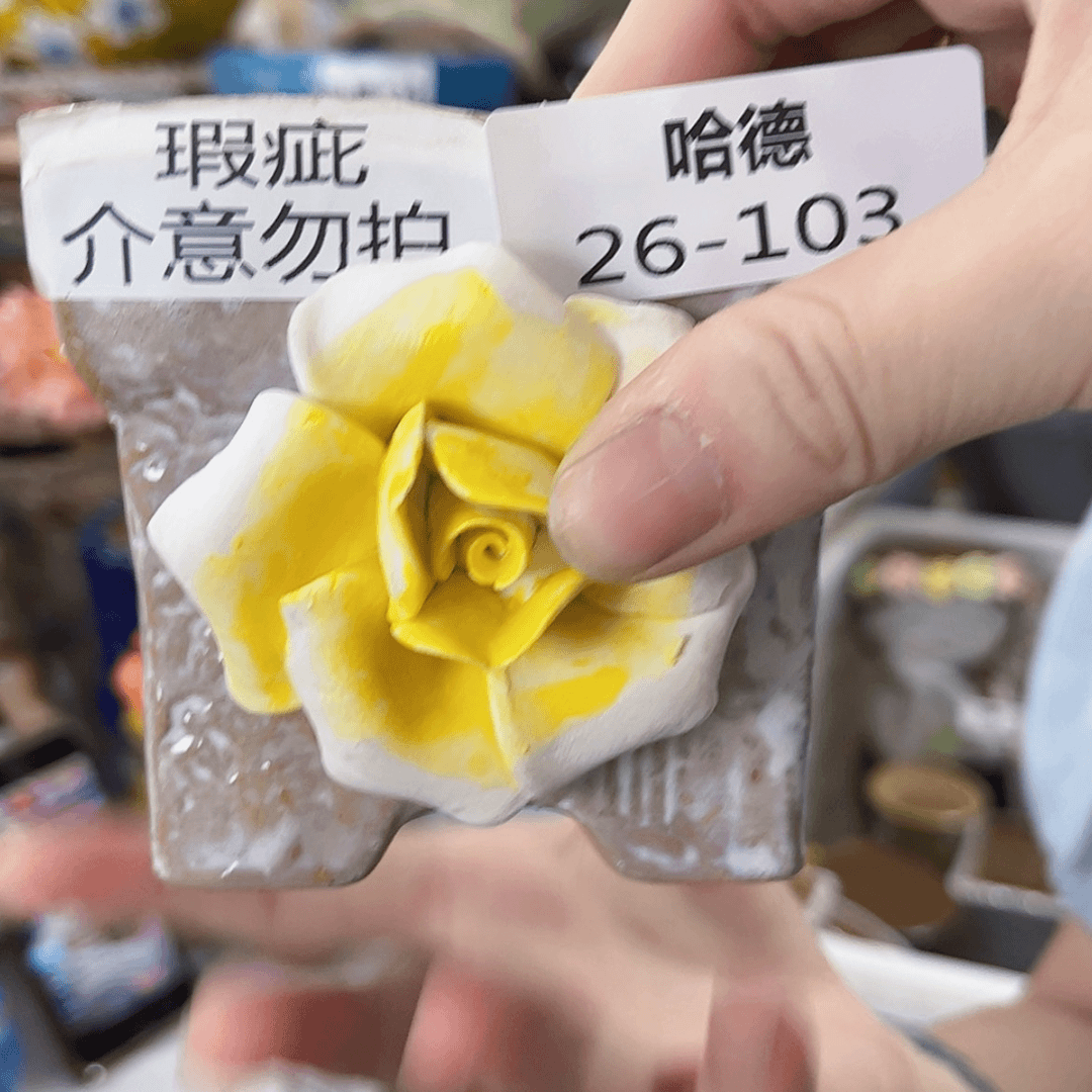 【闪购商品】红陶20CM以下
