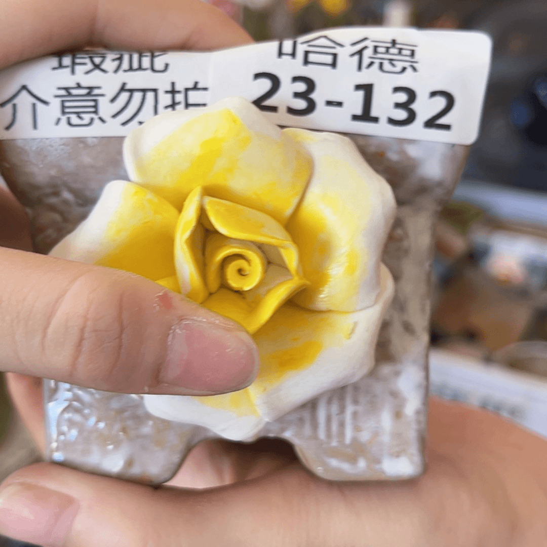 【闪购商品】红陶20CM以下