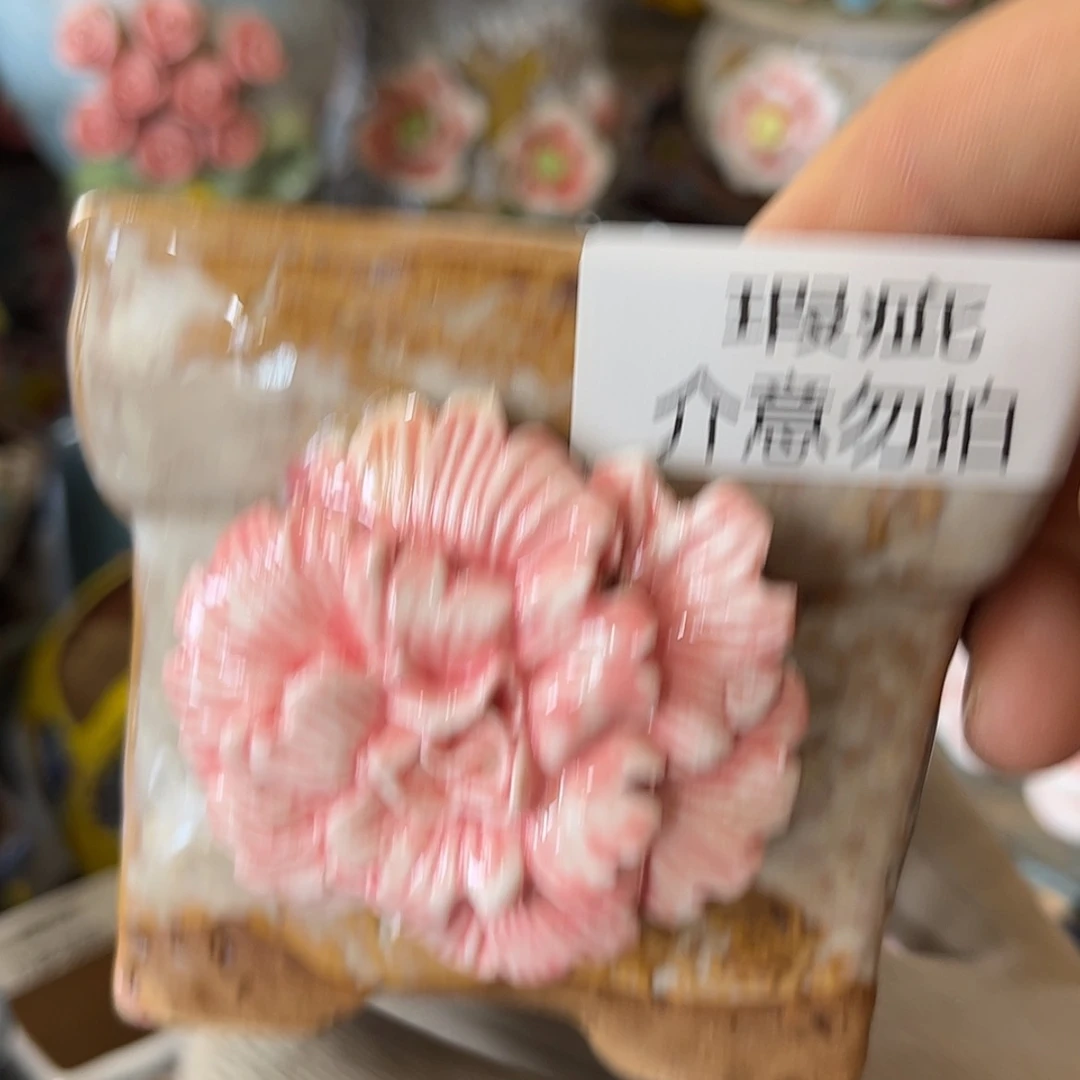 【闪购商品】红陶15cm以下
