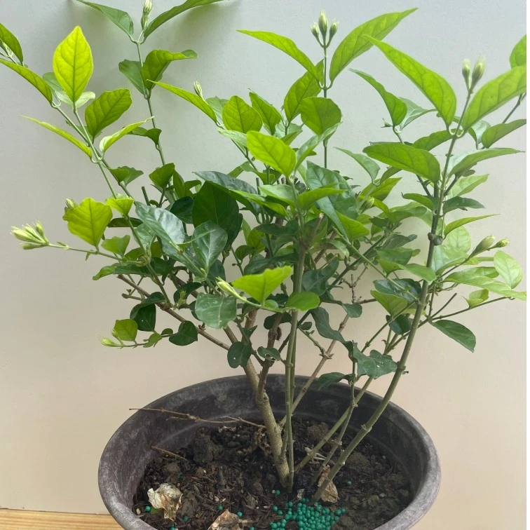 贵州茉莉花，4年丛杆，重瓣笔尖茉莉花，原土原盆包邮