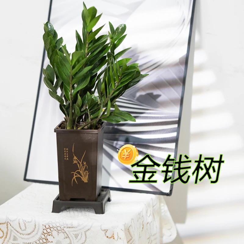 【古风气息】中国风金钱树高端绿植土培植物四季常青室内客厅古风盆