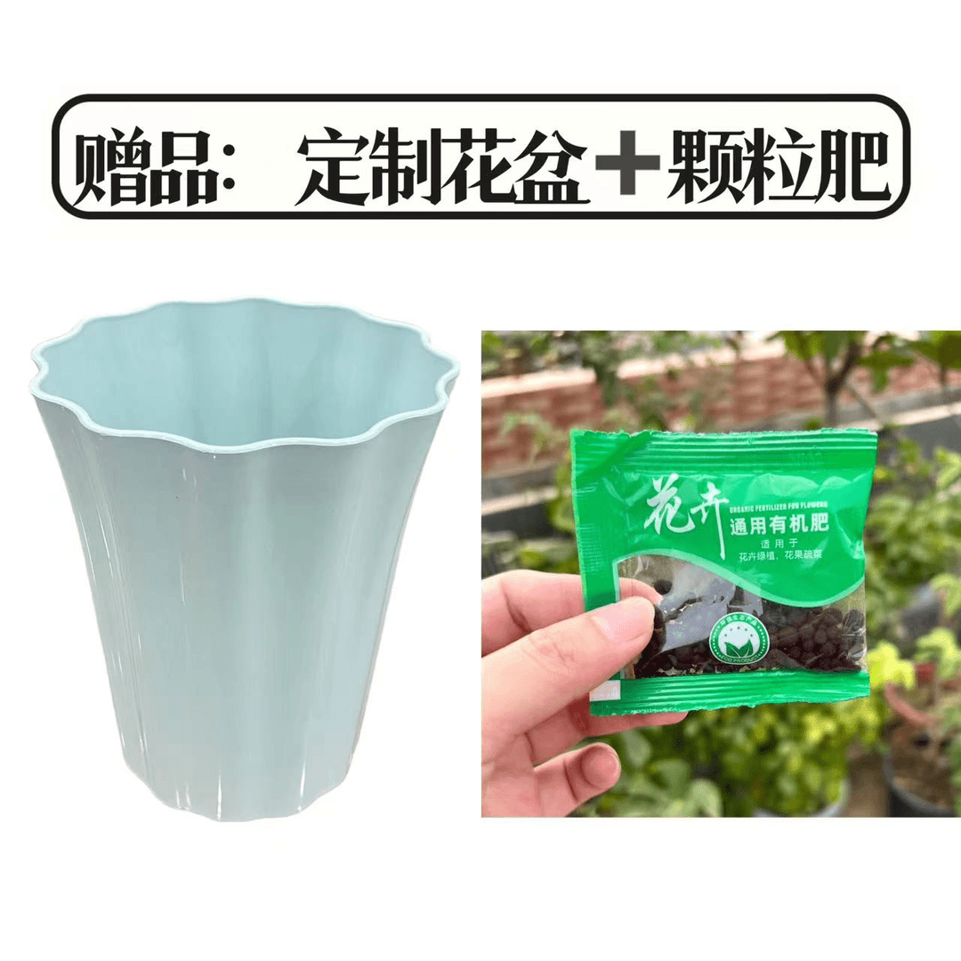 圆盆加养料