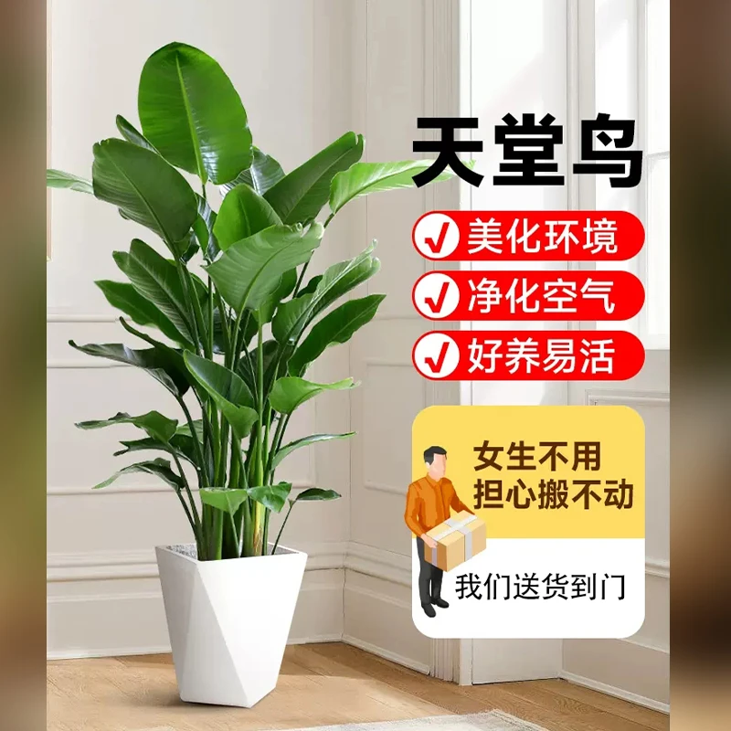 【颜值花旦】天堂鸟高度1.41-1.5米办公室客厅室内阳台好养绿植美观