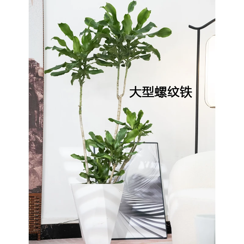 【春田】大型螺纹铁1.51-1.6米尺寸室内客厅好养美观盆栽植物菱形盆