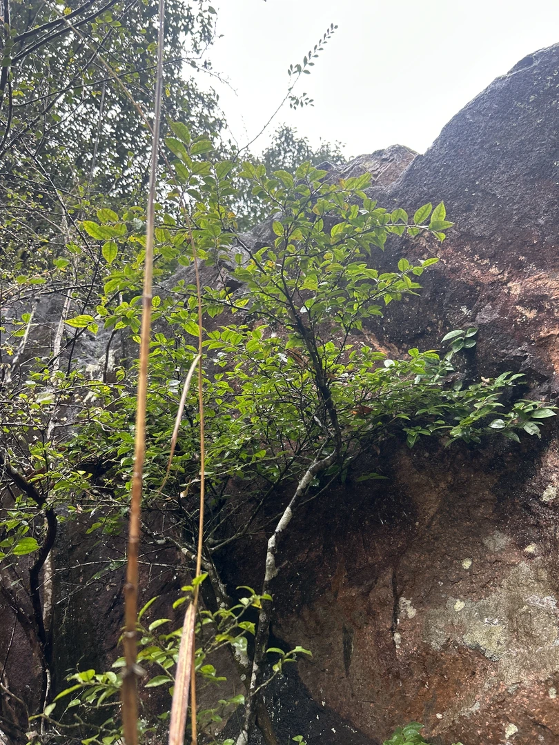 野生春花·栀子花·映山红·鹿角杜鹃·檵木·紫薇花·现场采挖一物一拍