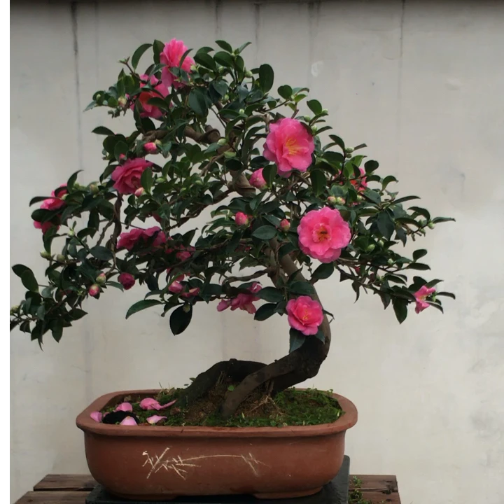 茶梅·节日装扮花卉·当年开花盆栽老桩盆景庭院种植·观花茶梅