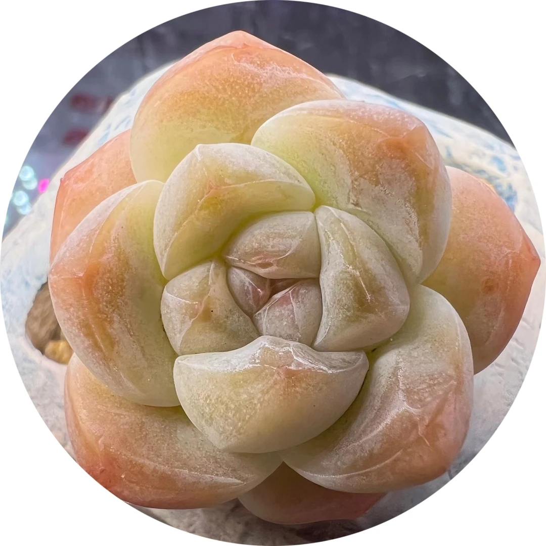 （满39元包邮）小石头多肉，一物一拍，多少钱拍多少