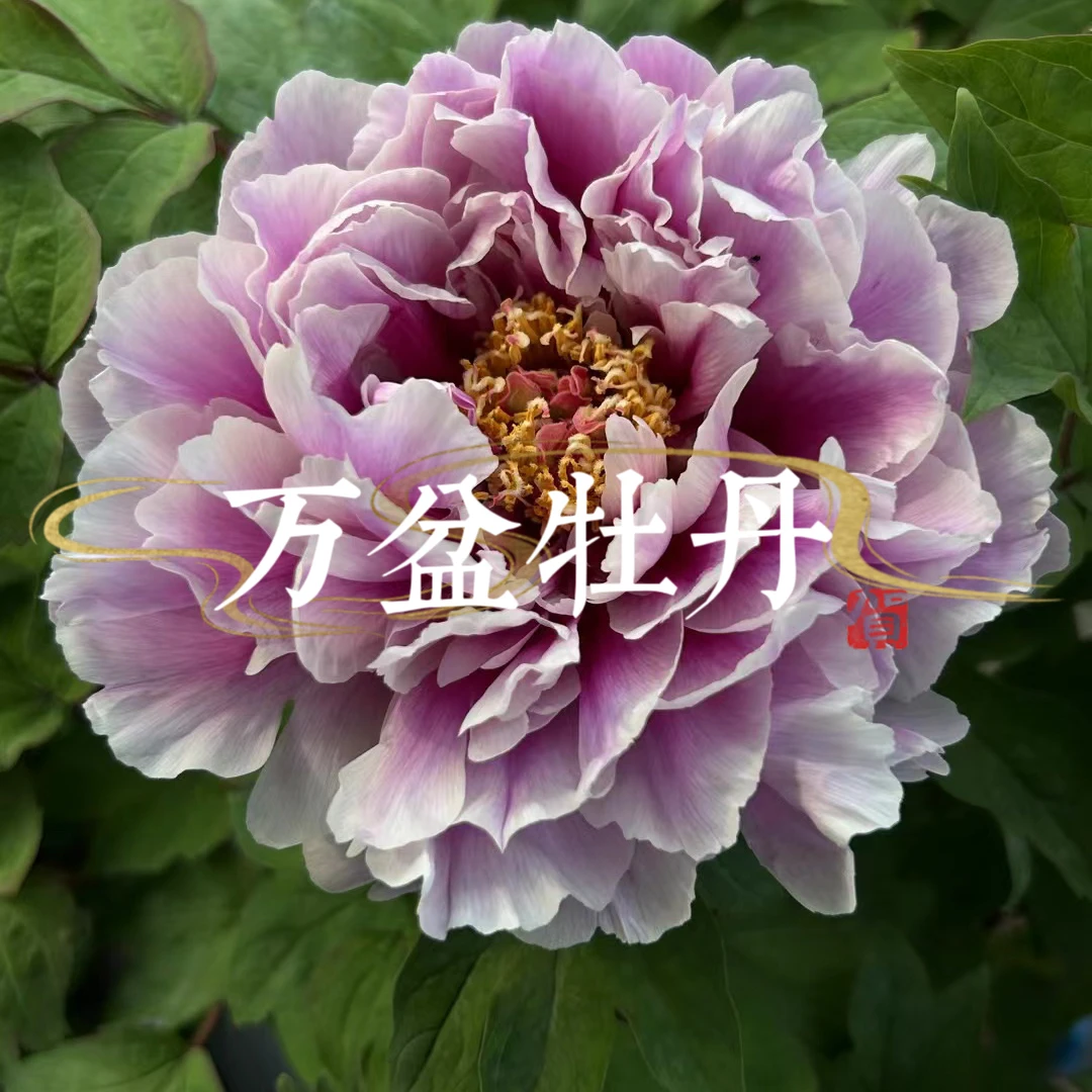 进口品种牡丹（藤染衣）紫色系渐变色，长势极强，开花特别木槿花
