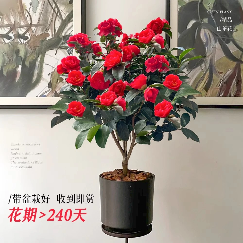 大红赤单山茶花耐寒好养活