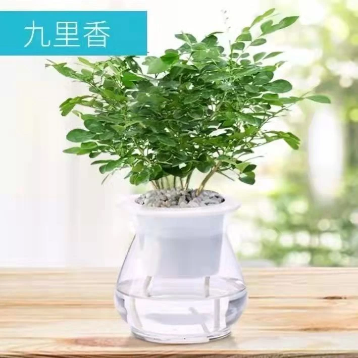 自动吸水盆防摔安全创意水培装饰花瓶塑料高透观音竹绿萝水培器皿
