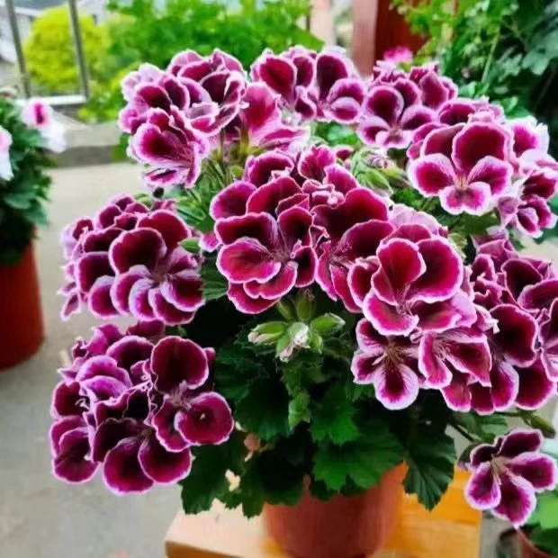 帝国蝴蝶梅大花天竺葵室外施肥生长植株使用阳台降温花色开花容易
