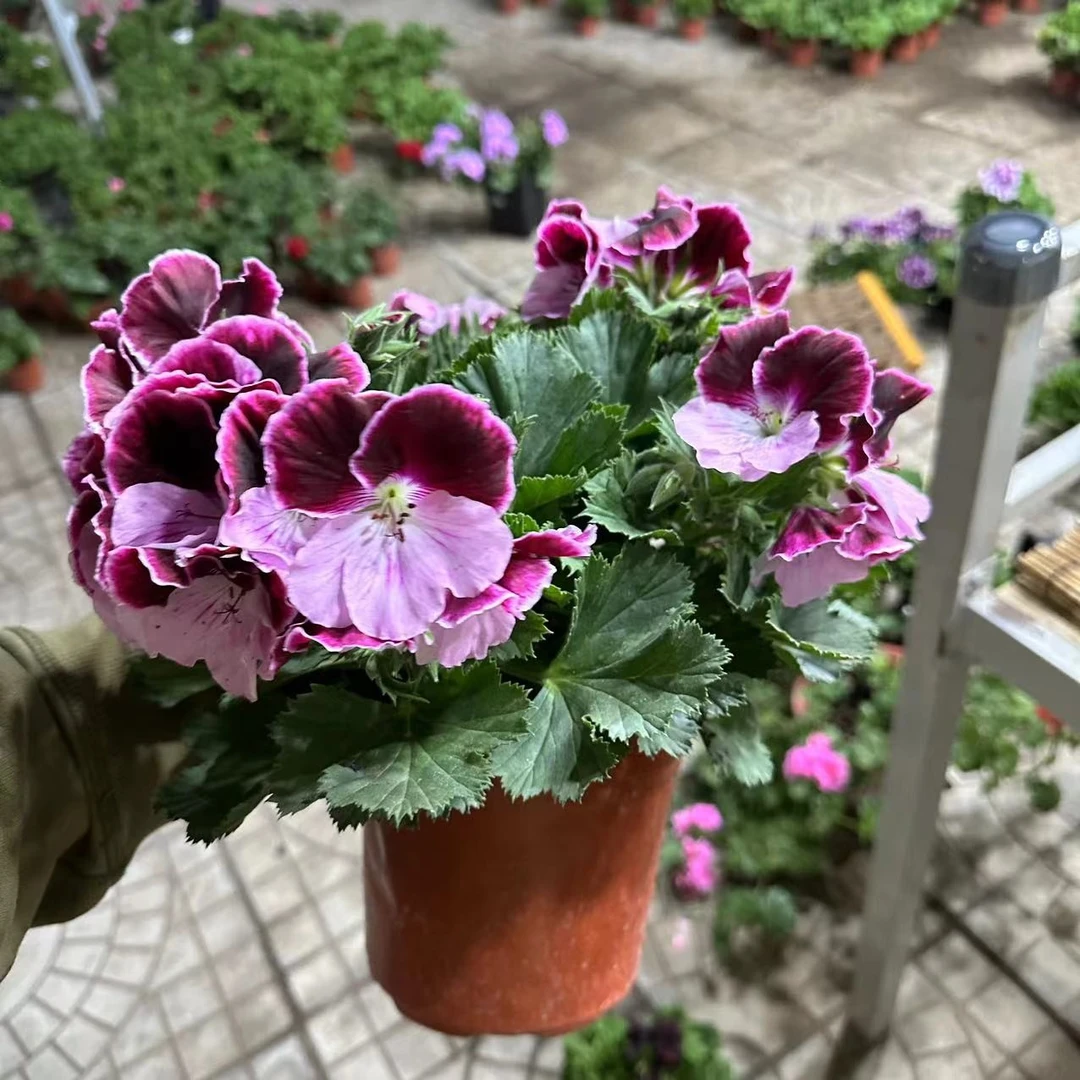 紫凤蝴蝶梅大花天竺葵室外施肥生长植株使用阳台降温花色开花容易