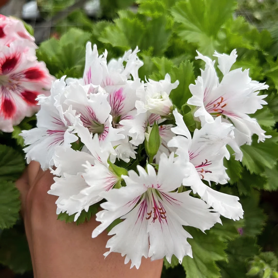 流苏蝴蝶梅大花天竺葵室外施肥生长植株使用修剪降温冬季春冬开花