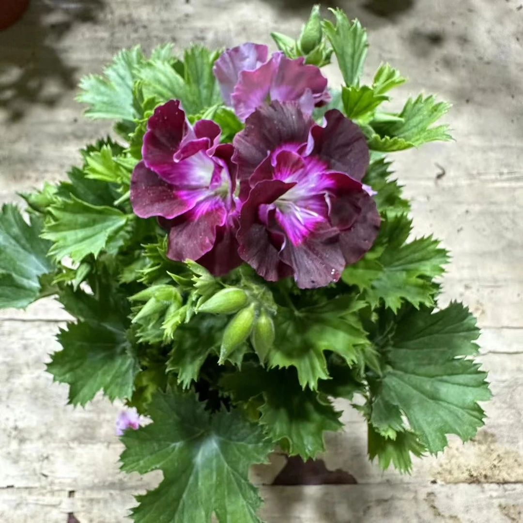 百慕大咖啡蝴蝶梅大花天竺葵室外施肥生长植株使用