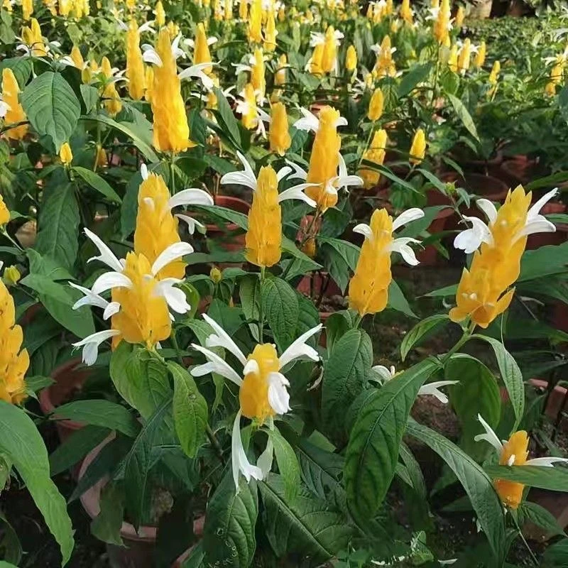 黄虾花黄金塔金苞花奇特红虾花盆栽花观赏花阳台植物四季开花带花